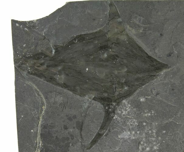 Cambrian Phyllocarid (Pseudoarctolepis) Fossil - Utah #113195
